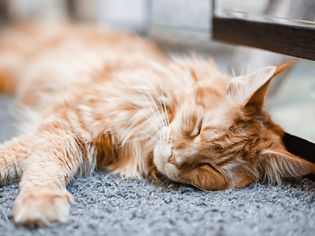 缅因猫躺在灰色地毯上。