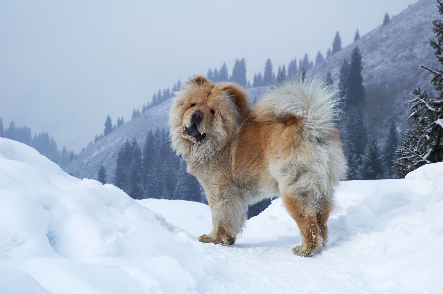 松狮站在雪地里