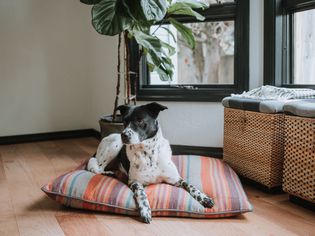 一只指针犬在枕头上休息