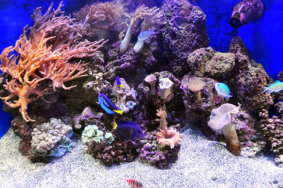 盐水水族馆