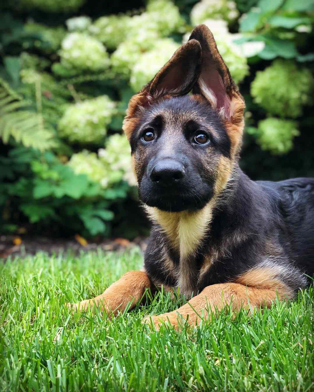 一只德国牧羊犬小狗坐在外面。