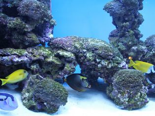 盐水水族馆