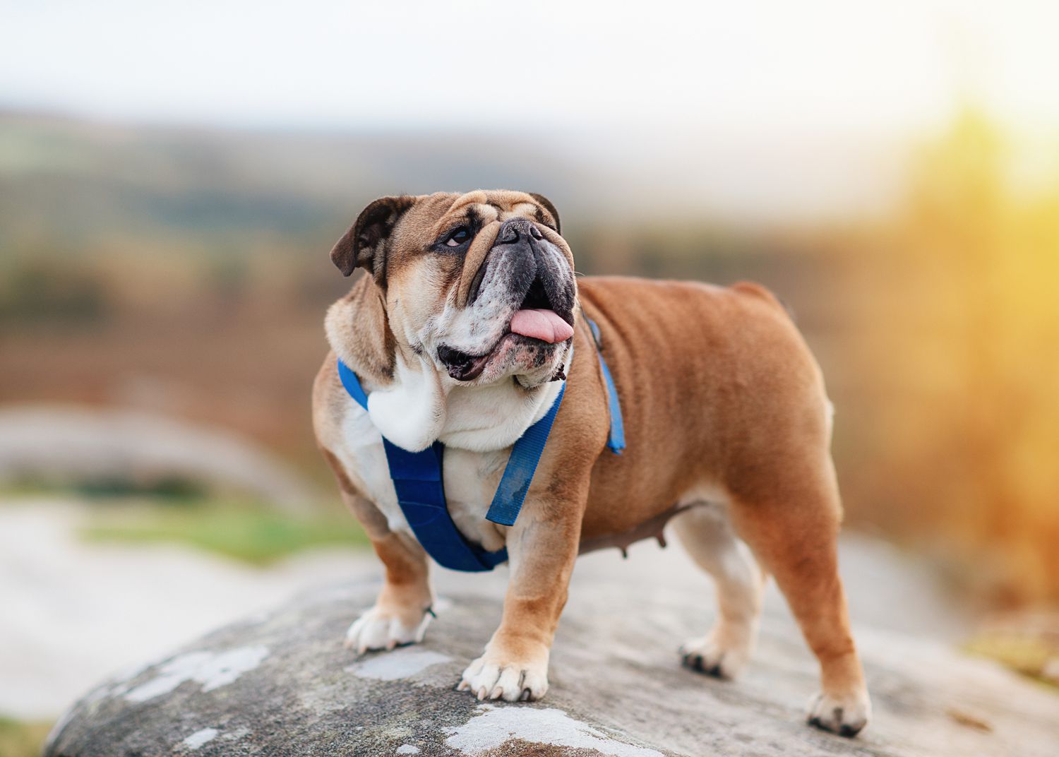 英国牛头犬穿着蓝色利用细胞膜k in the countryside