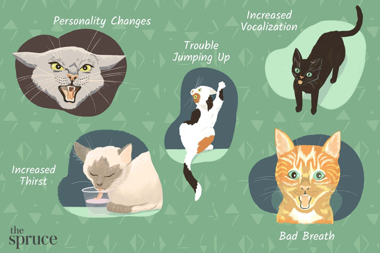 你的猫生病的迹象