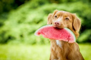 Brown dog outside holding big slice of watermelon in his mouth.