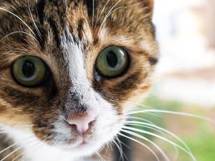 特写猫的脸