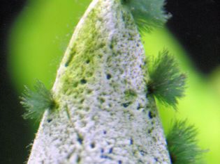 Beard Algae