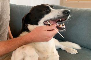 确认犬种DNA测试