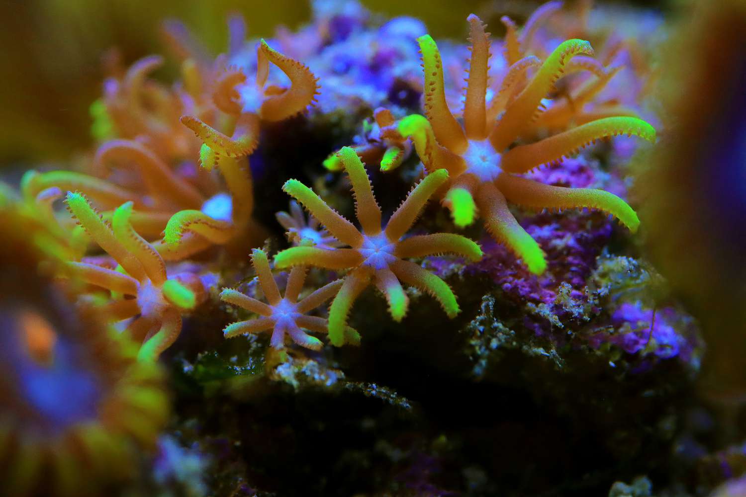 绿星珊瑚虫