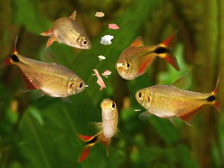 喂食蜂群布宜诺斯艾利斯四环素水族鱼吃片状食物