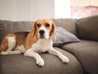 fever in dogs