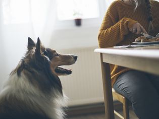 牧羊犬看着人类的食物