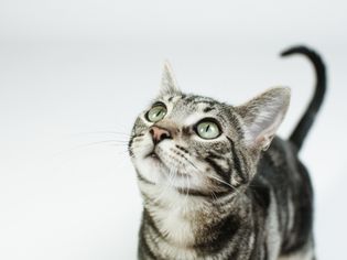 灰色的虎斑猫，绿眼睛