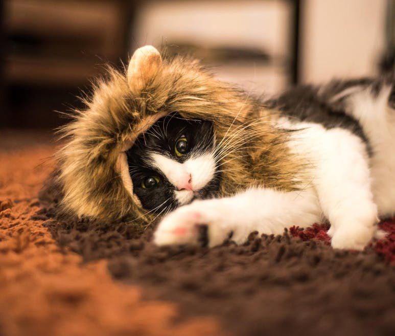 穿着狮子服装的猫