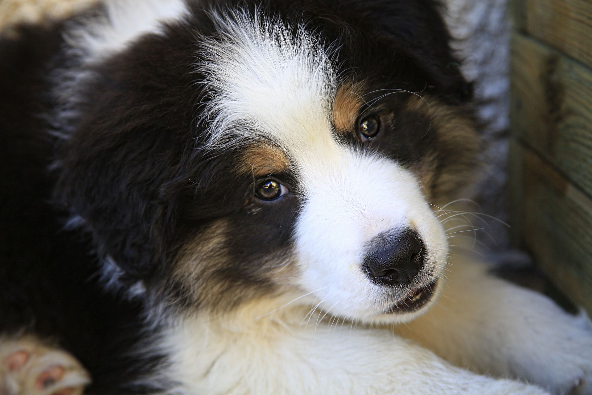 A close-up of a border collie puppy.
