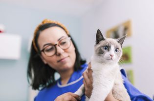 兽医技术人员抱着灰猫和白猫