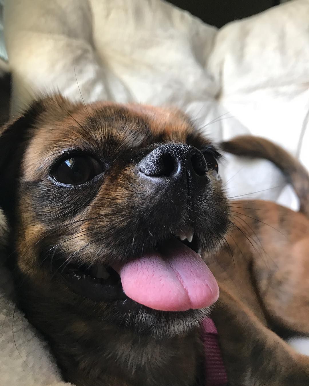 A close-up of a Pekingese Beagle.