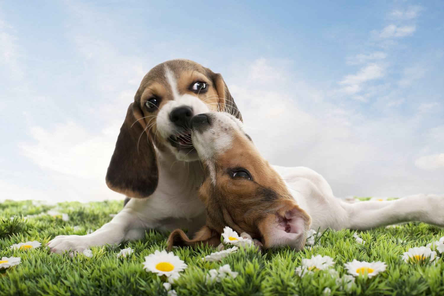 米格鲁猎犬玩