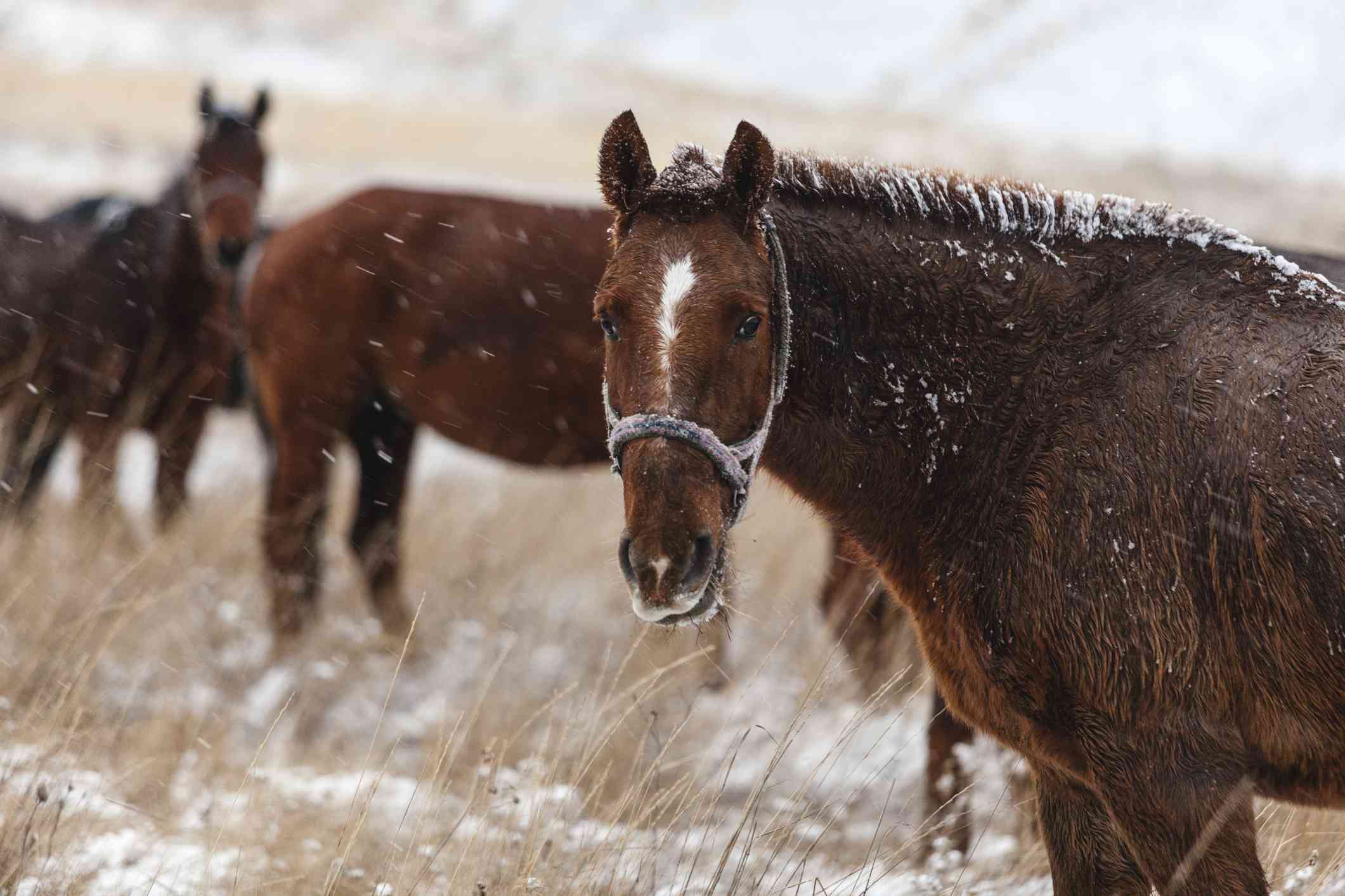 A brown Appendix Quarter Horse standing in snowy field.