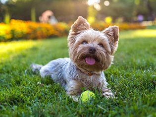 一只约克郡犬坐在草地上。