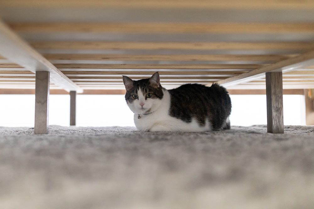 棕色和白色的猫躲在床下
