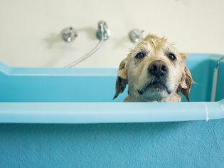 Golden retriever dog in bath