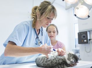Cat vaccination