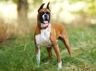一只拳师犬站在高高的草丛中