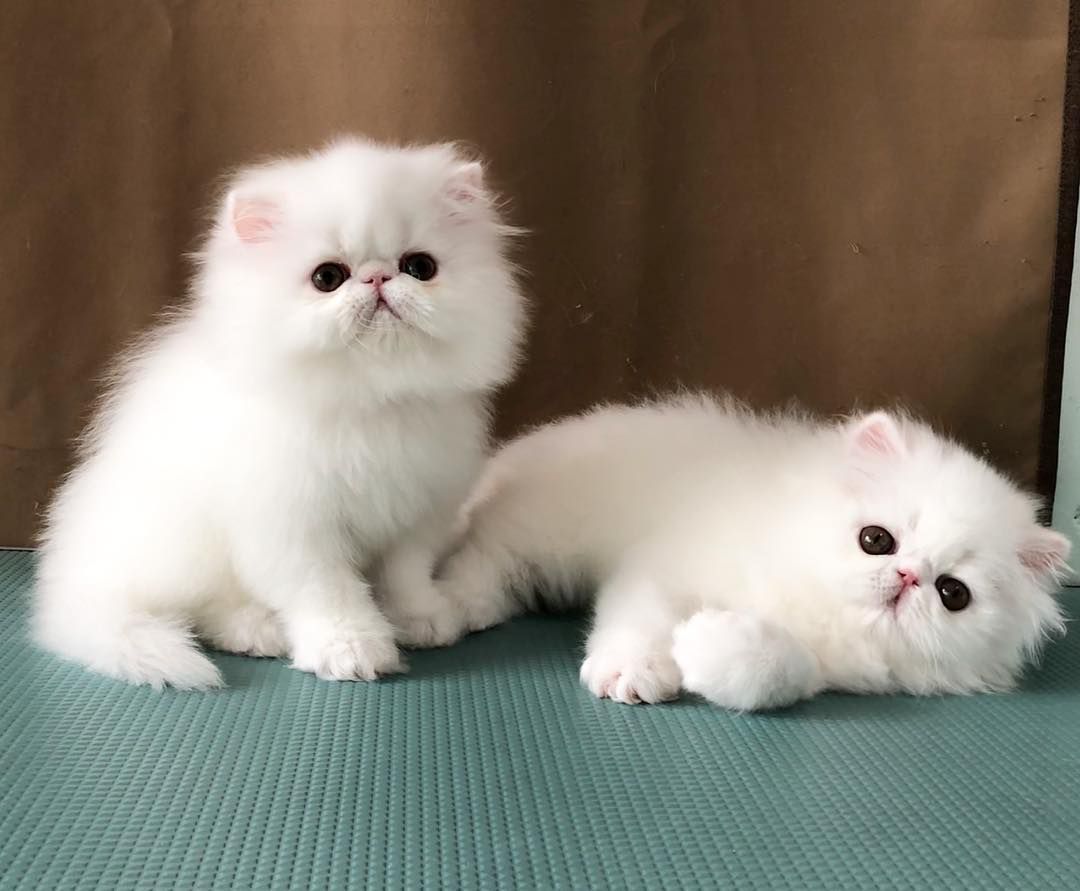 白色的小猫