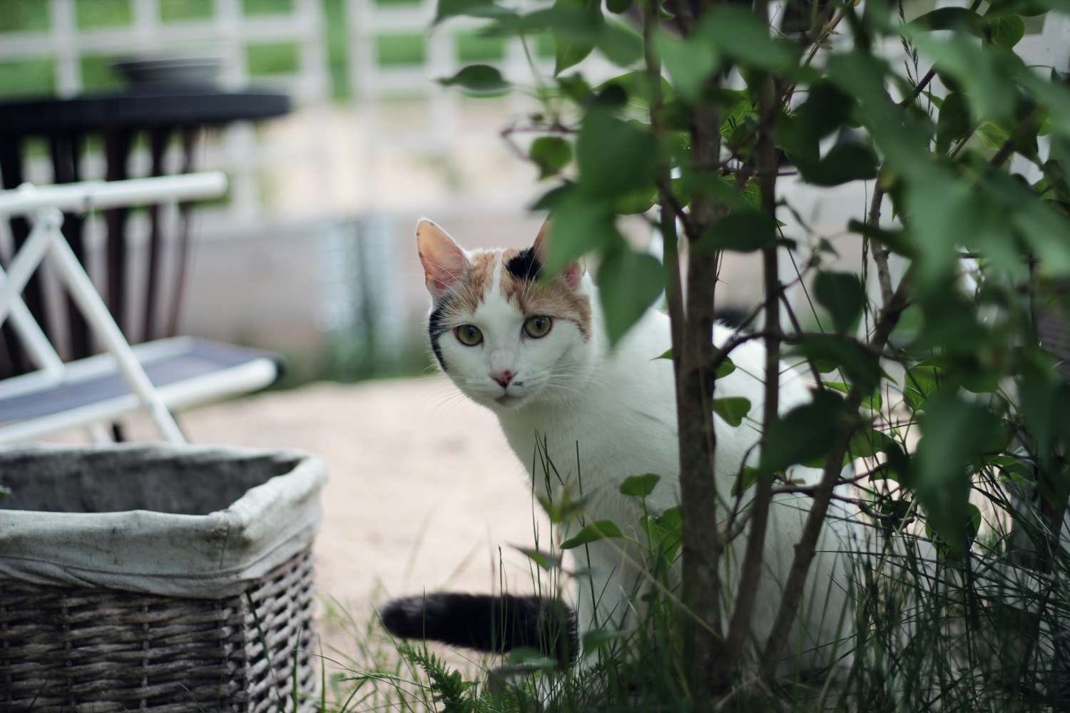 猫坐在户外的肖像