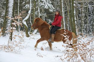 Horsewoman riding an Icelandic horse in the snow, Hagen, North Rhine-Westphalia, Germany, Europe