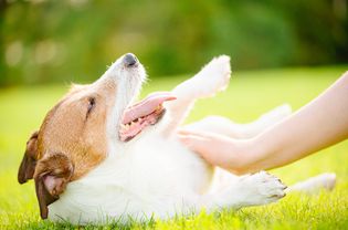 submissive behaviors in dogs