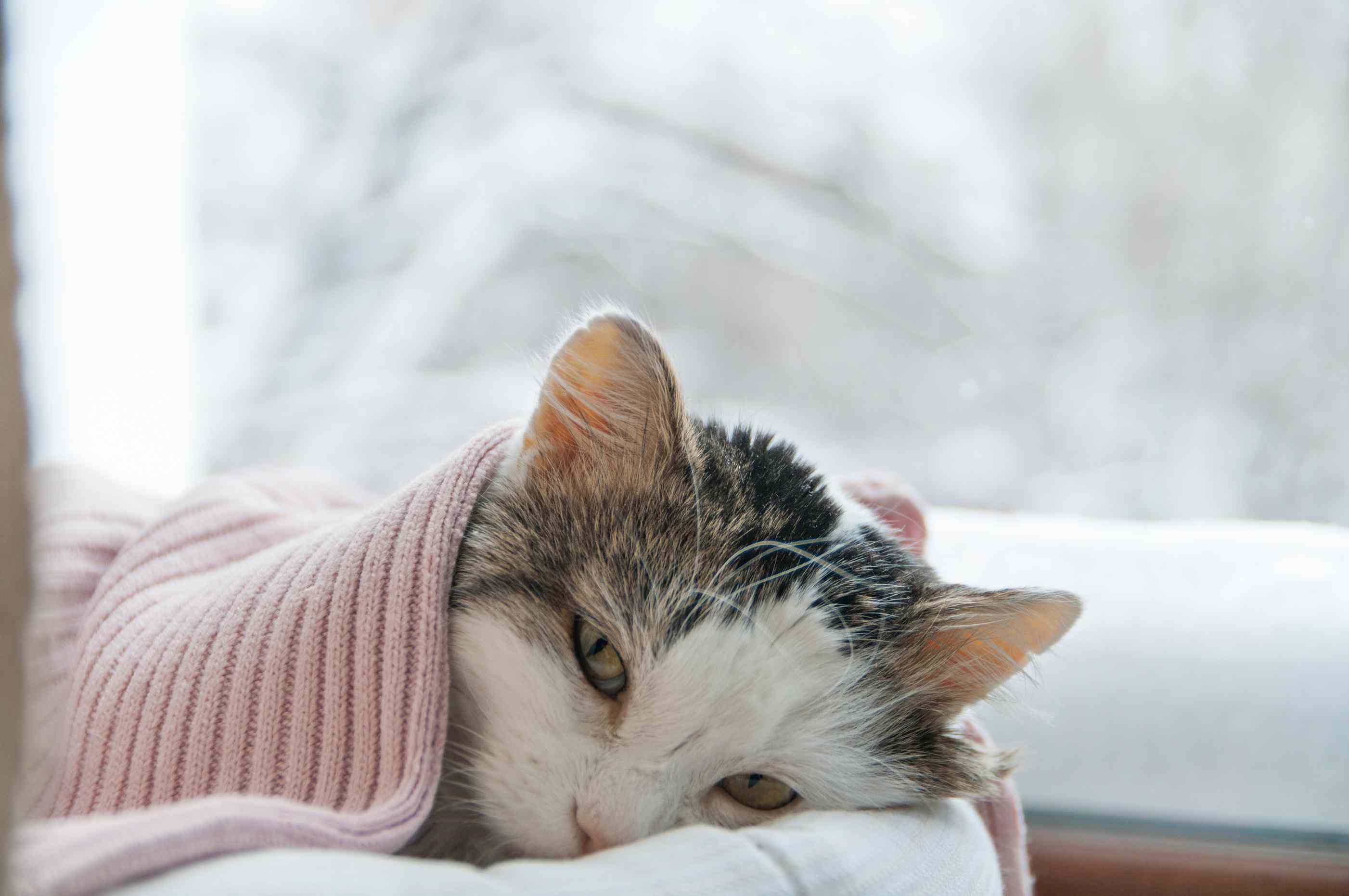 Tabby and white cat sleeping under a pink blanket.