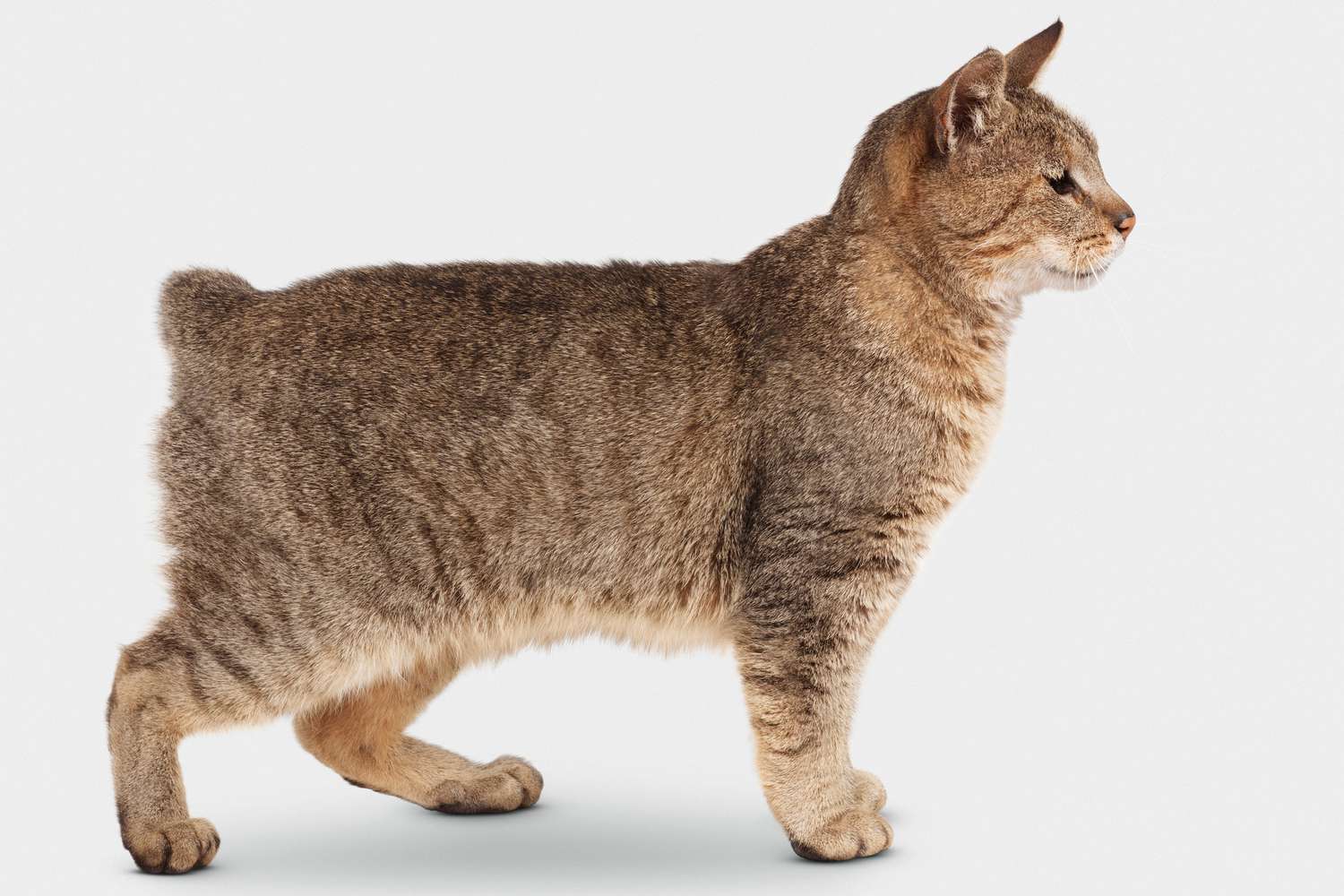 小精灵鲍勃猫站着