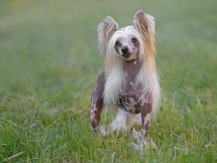 雌性纯种中国冠毛犬
