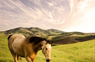 Tennessee walker gelding at dusk
