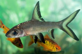 黑翼Balantiocheilus melanopterus - Bala Shark in a tank