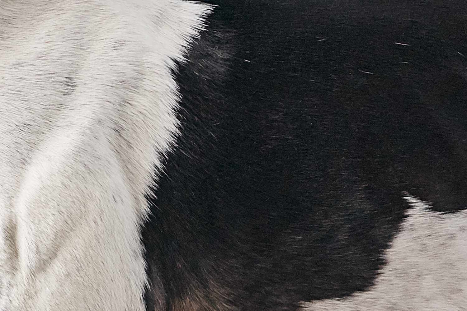 灰狗皮毛的特写