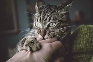猫可能有攻击性问题，会咬和抓它们的主人
