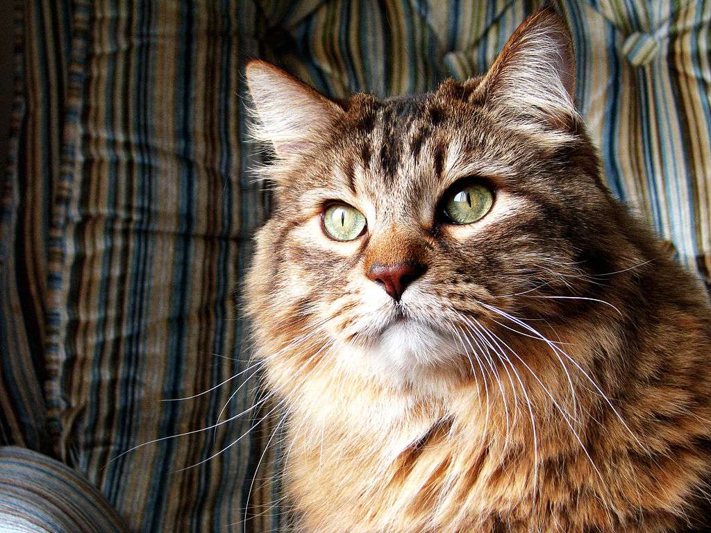 一只橙色的挪威森林猫望着窗外，