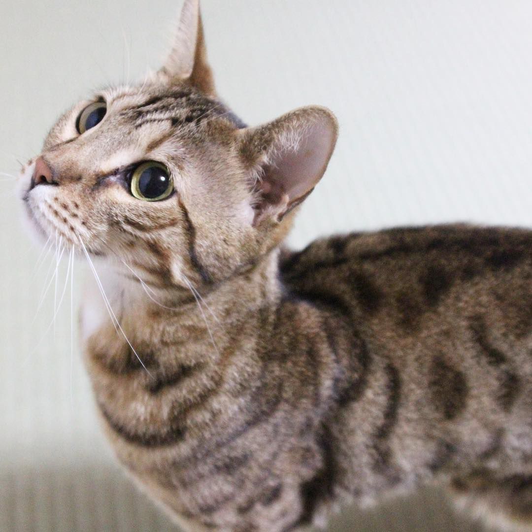 孟加拉猫
