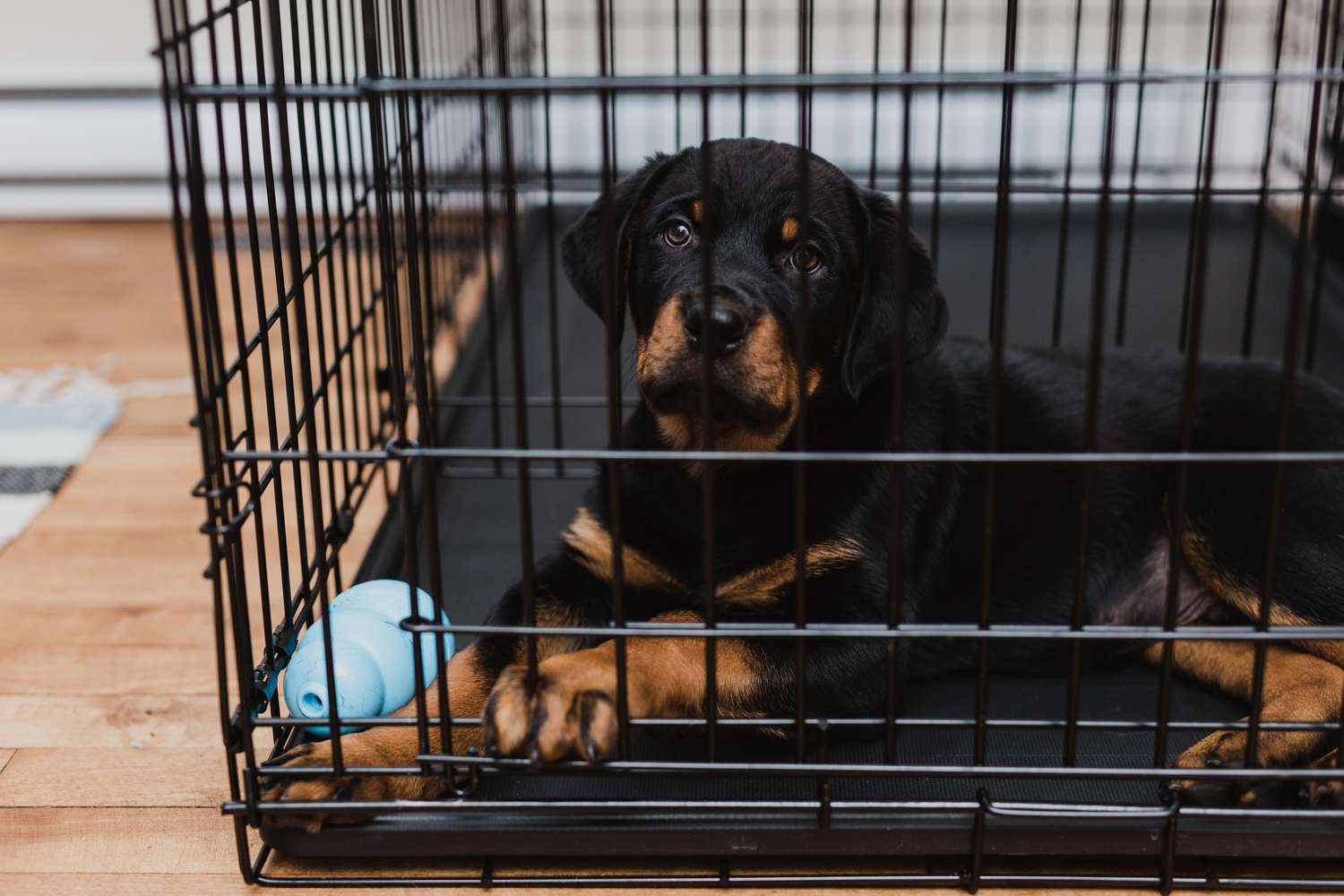 小狗罗特韦尔犬在他的箱子里