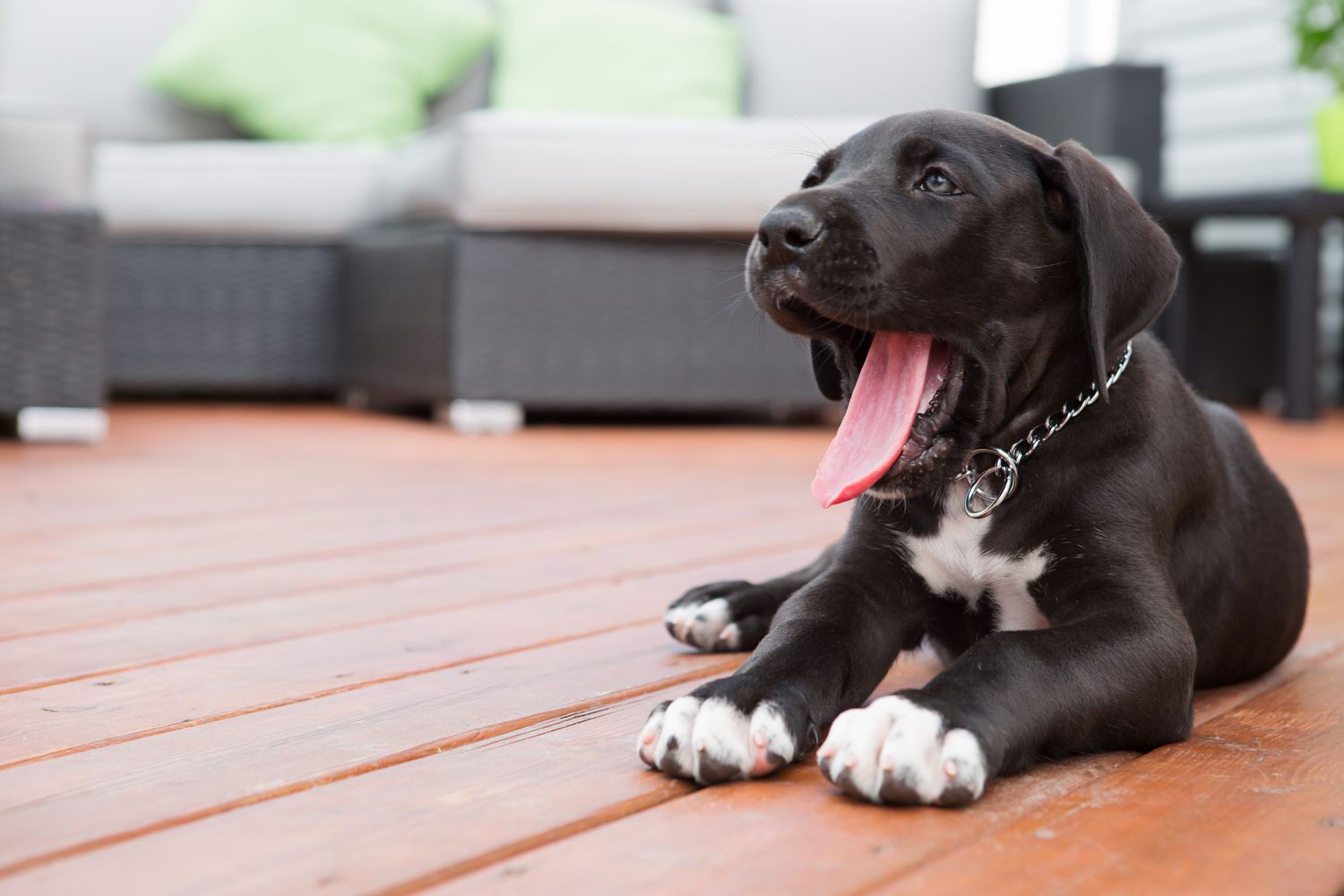 大丹犬
