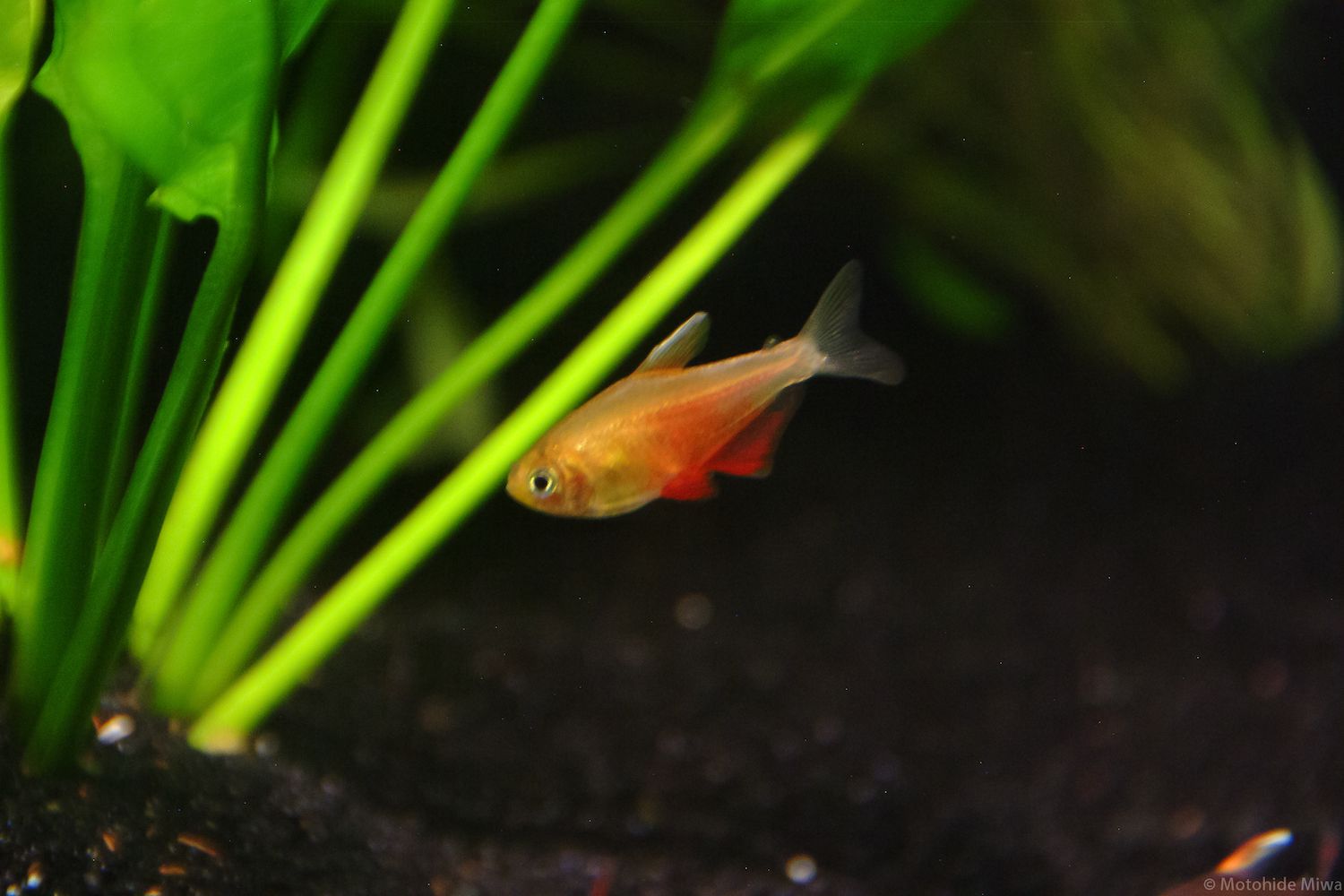 Flame tetra in tank