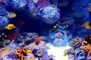 低水族馆