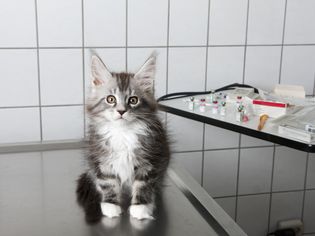 猫坐在兽医诊所的桌子上的画像