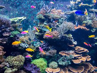 水族馆中的五颜六色鱼类和珊瑚