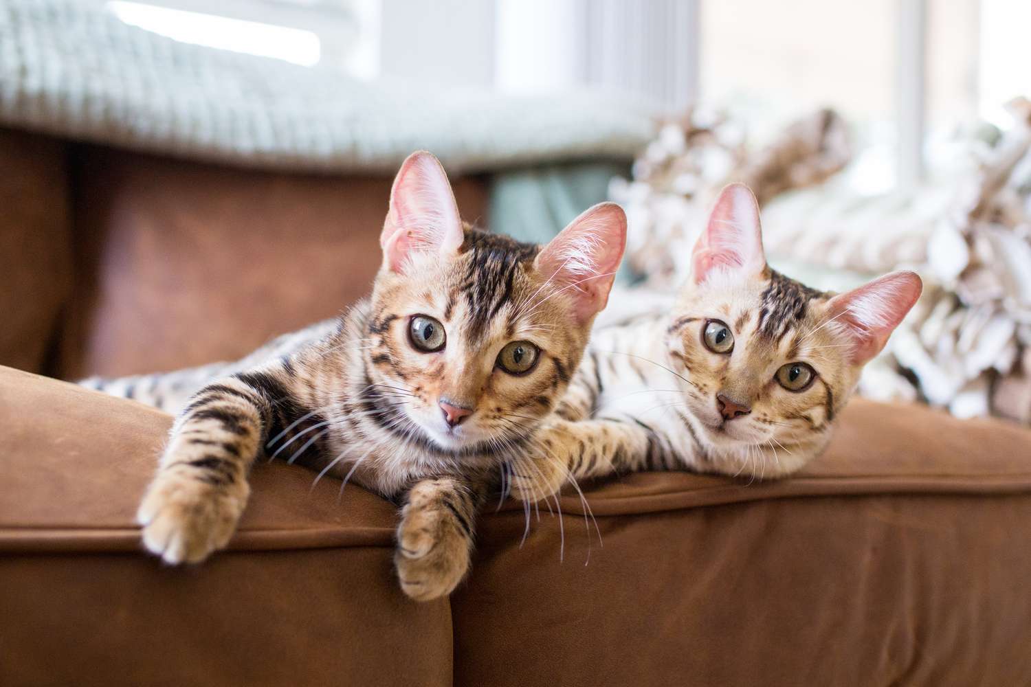 在室内真皮沙发上的孟加拉小猫