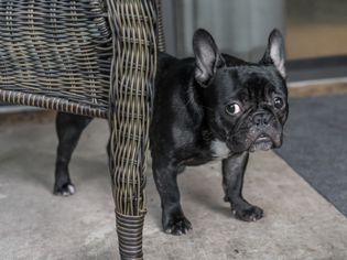 Scared, shaking dog