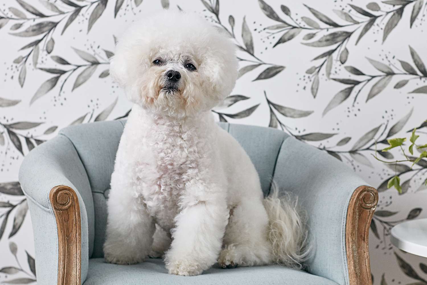 一只比熊犬